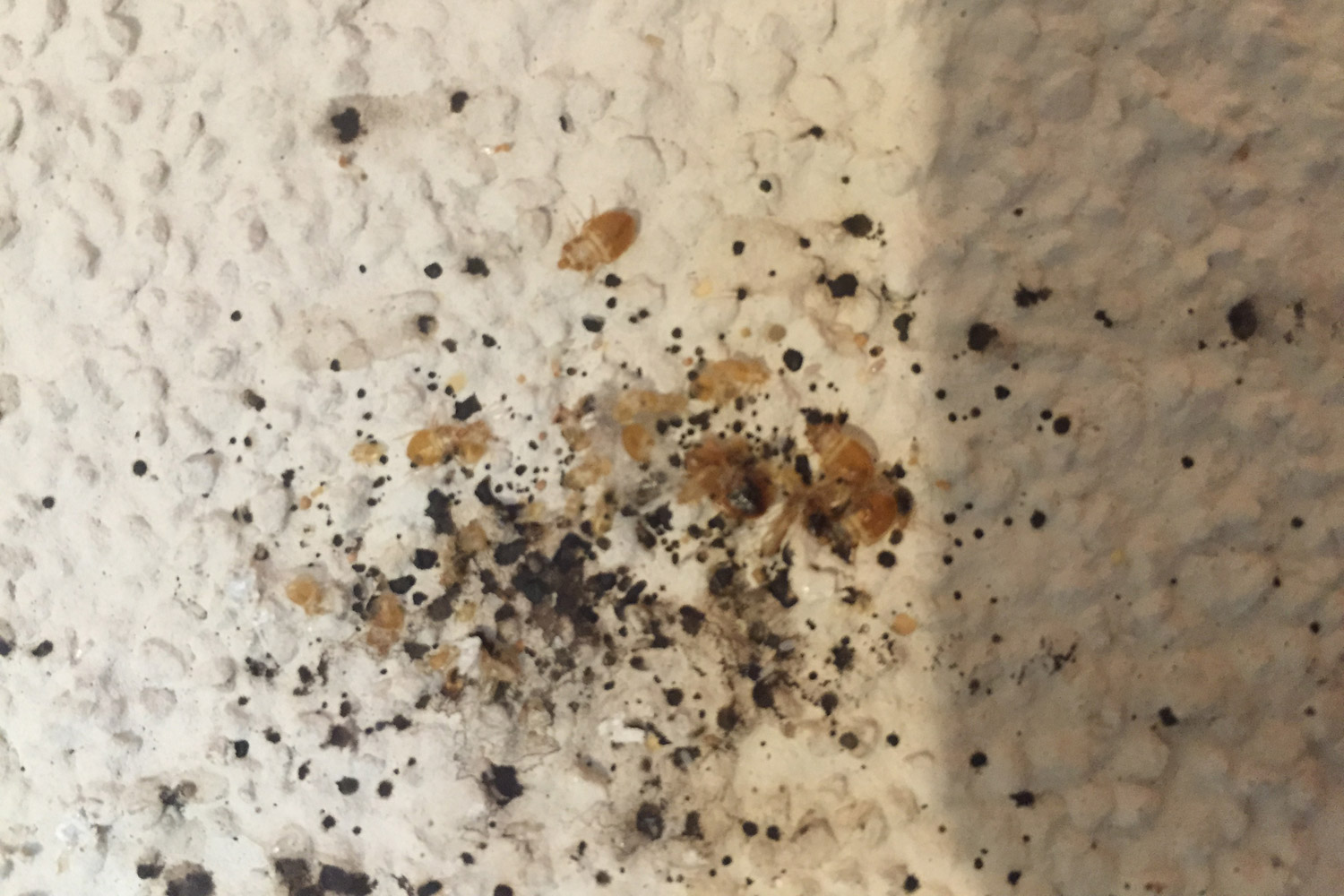 Teppichkäfer larven im bett