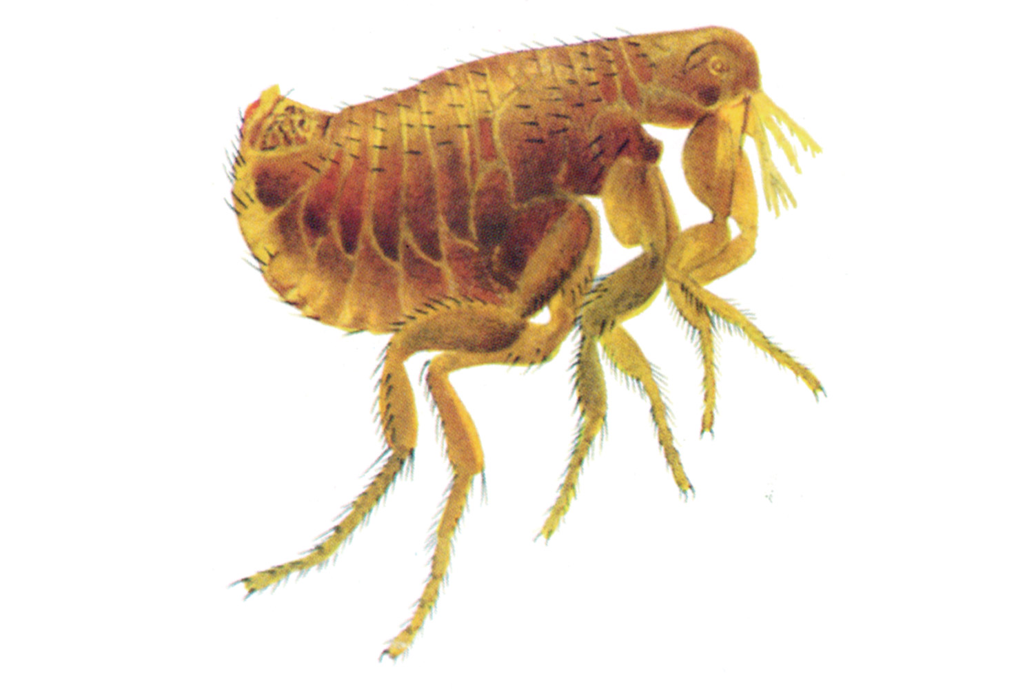 Flöhe bekämpfen Schädlingsbekämpfung Flöhe durch Kammerjäger