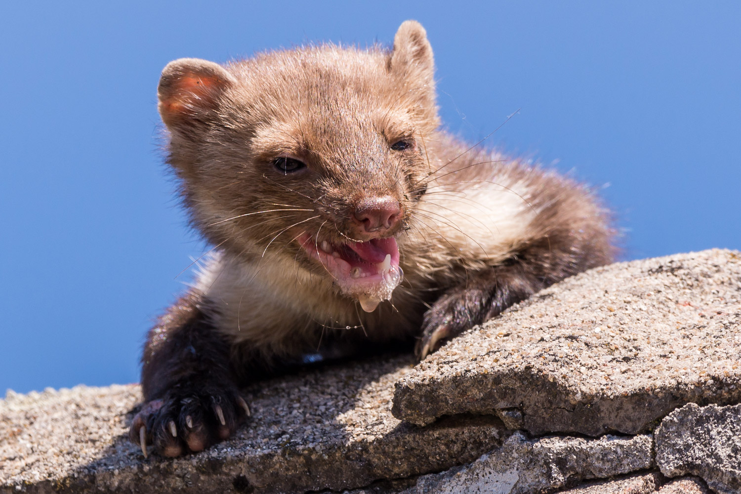 Куница зверек. Мардер животное. Каменная куница martes foina. Мардер животное. Marder зверь.
