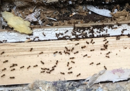 Pharoa Ameisen bekämpfen durch Kammerjäger