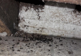 Ameisen bekämpfen durch Kammerjäger