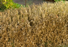 Schaden des Buchsbaumzünsler an einer Hecke