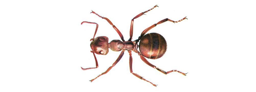 Ameisen bekämpfen in Darmstadt durch Kammerjäger