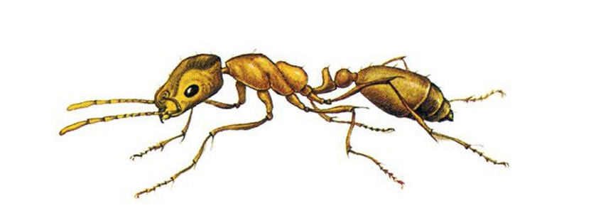 Pharoa Ameisen bekämpfen durch Kammerjäger